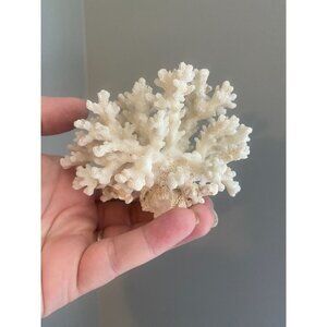 White Coral Display Piece Natural Ocean-Inspired Home Decor Centerpiece Approx 4